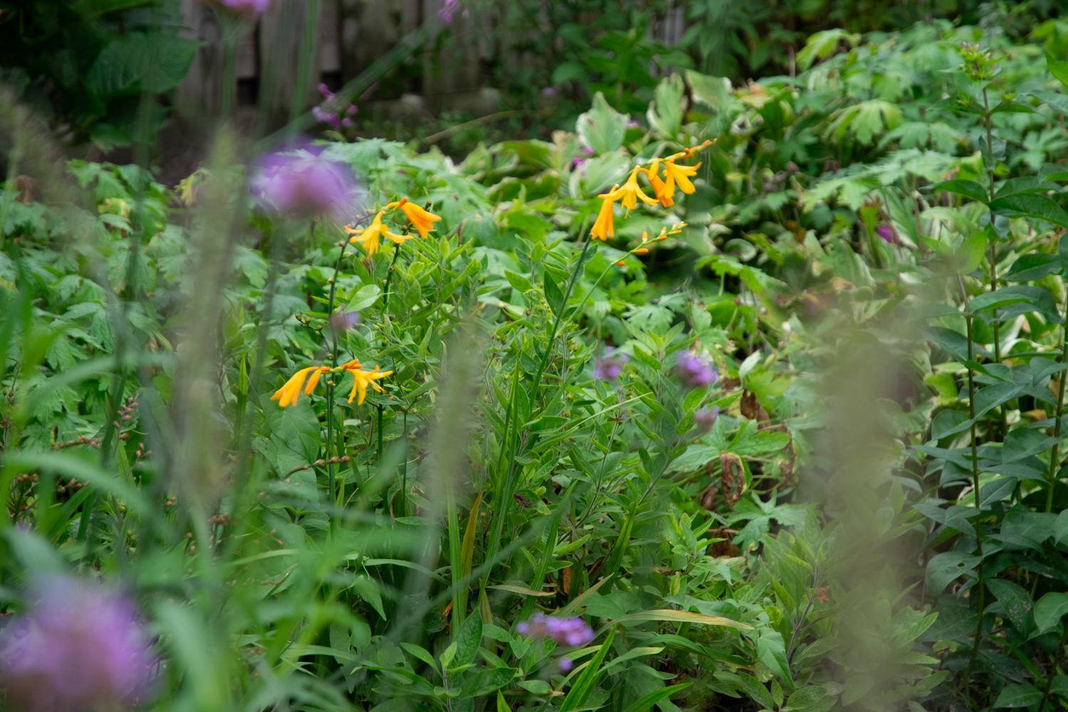 Crocosmia 'George Davidson' Montbretia. 