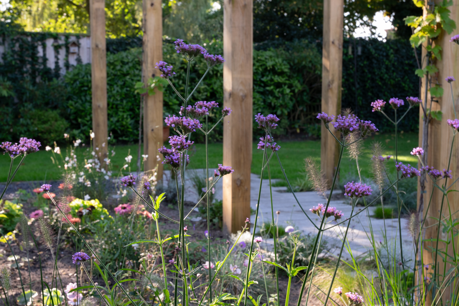 Verbena in romantische en kleurrijke tuin