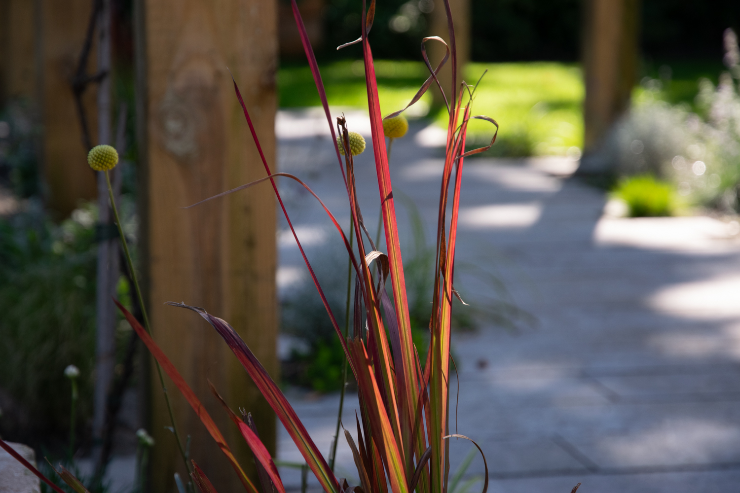 Tuinontwerp met siergras, Japans bloedgras