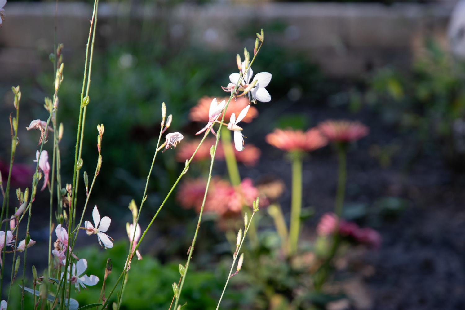 Gaura lindheimeri 'Whirling Butterflies'