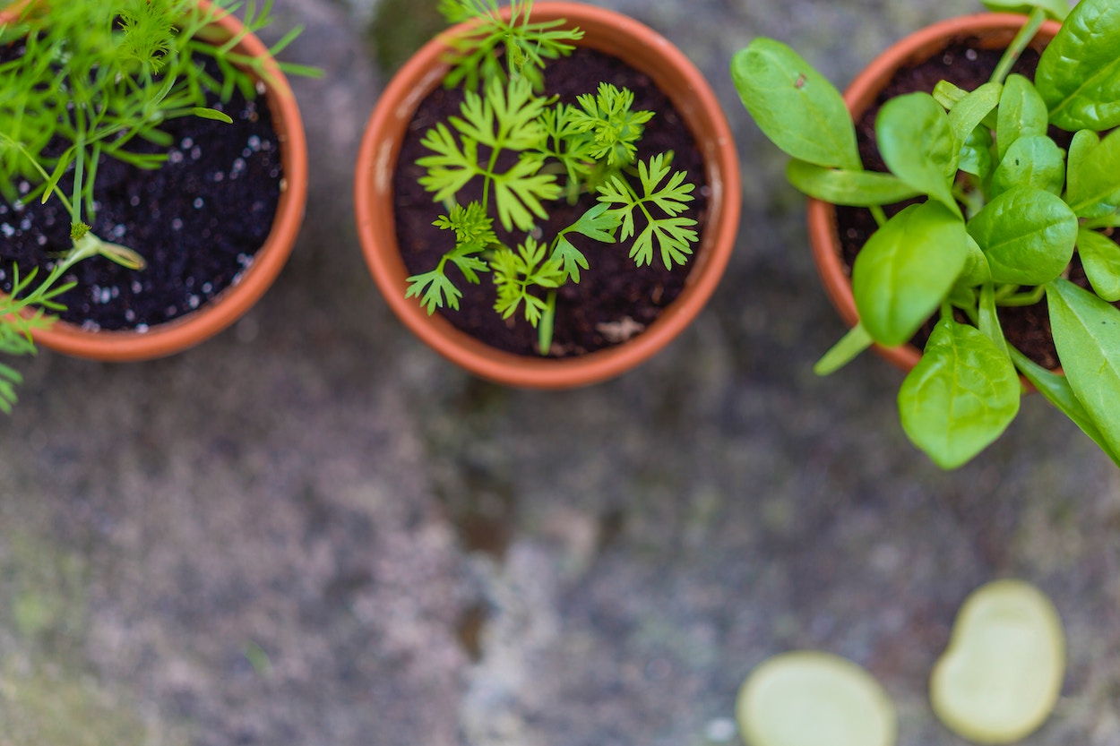 kruidentuin planten