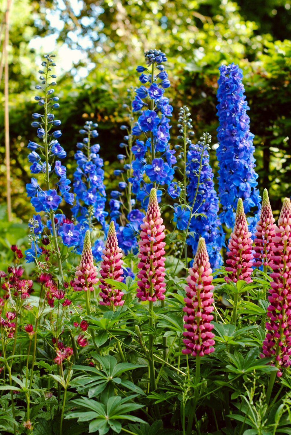 Lupine in de pluktuin