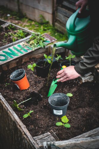 Moestuin; hoe begin ik?