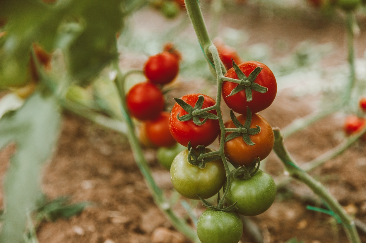 Tomaten kweken