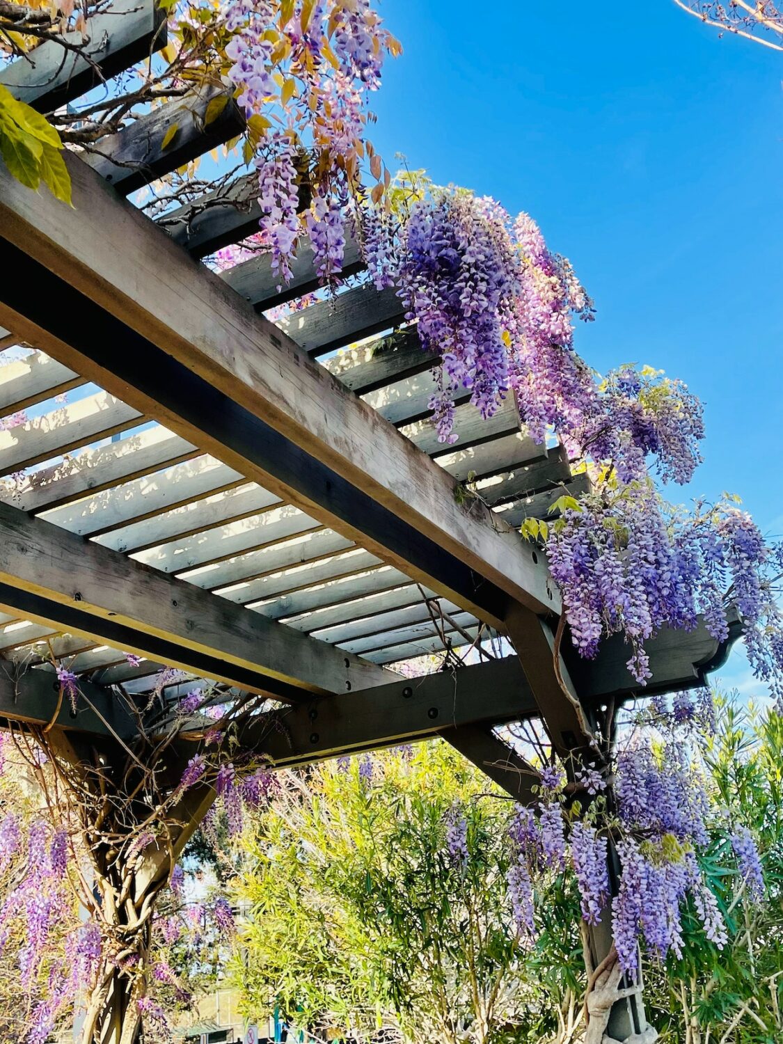 De voordelen van een pergola