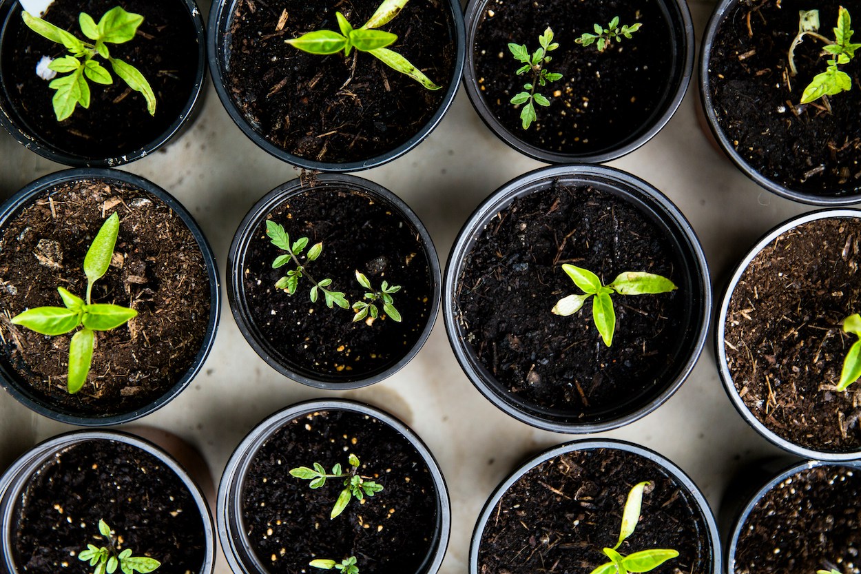 Moestuin planten