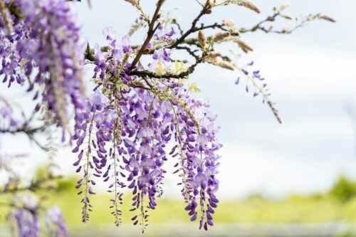 Wat te doen in de tuin in de maand april