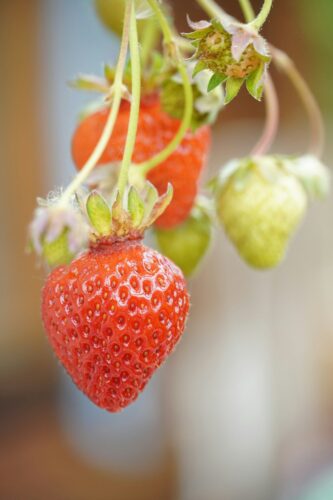 Wat te doen in de tuin in juni