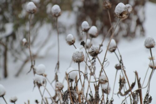 Wat te doen in de tuin in februari