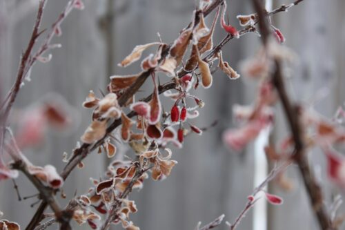 Wat te doen in de tuin in januari