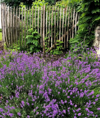 Wat te doen in de tuin in juli