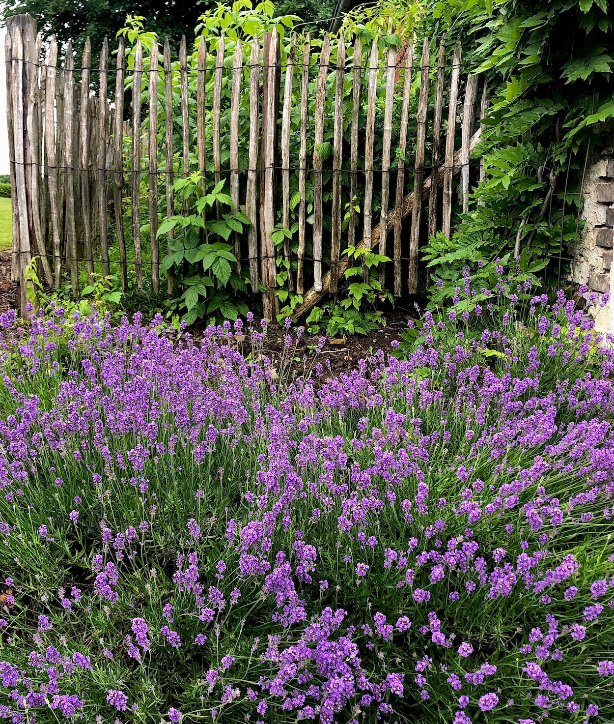 Wat te doen in de tuin in juli