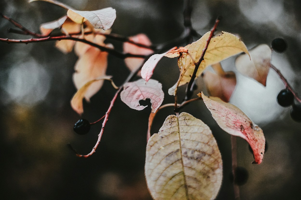 Wat te doen in de tuin in november