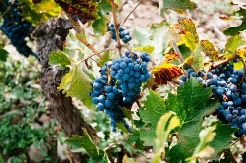 Wat te doen in de tuin in september