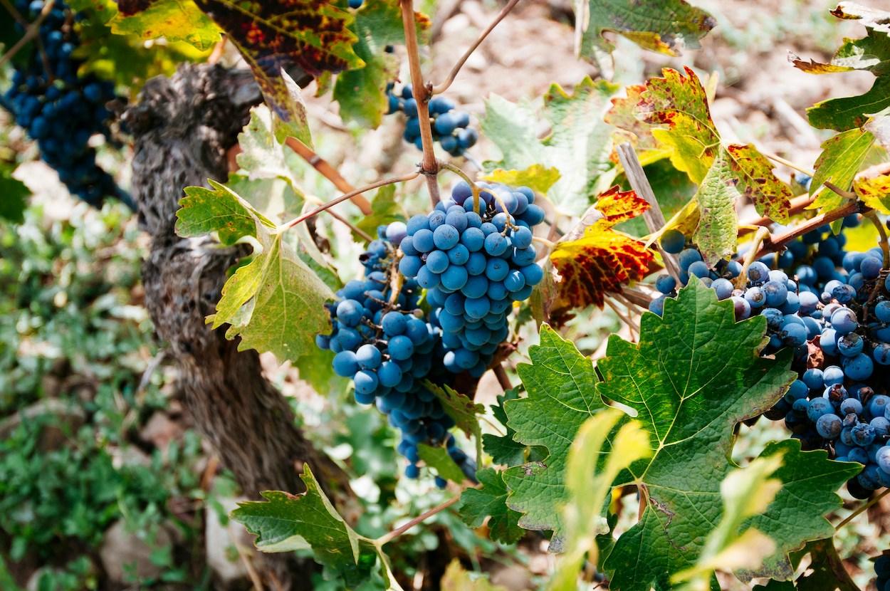 Wat te doen in de tuin in september